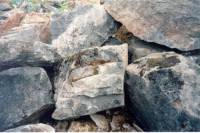 Grizzly Granite Boulders